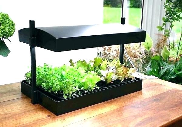 Growing Plants Indoors